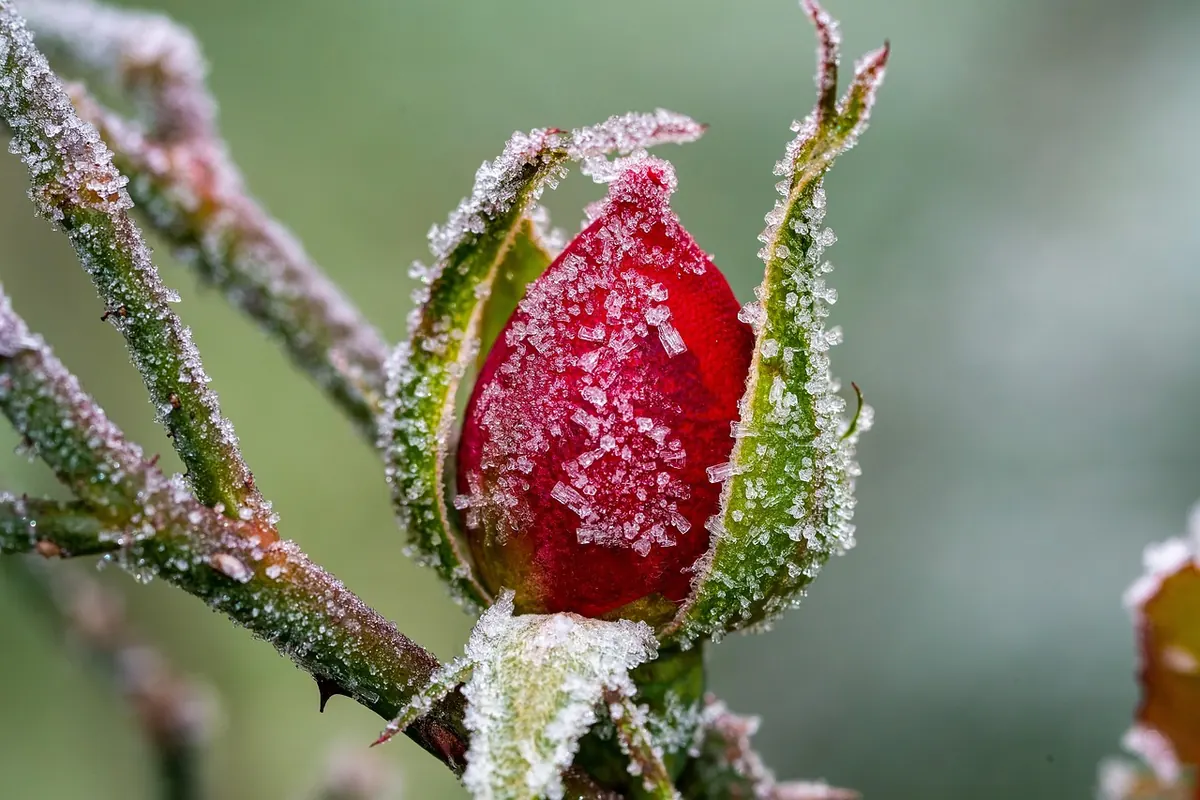 Best Winter-Flowering Plants for UK Pollinators: A Month-by-Month Guide