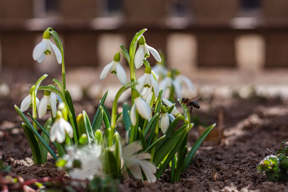 Common Mistakes When Planting a Bee-Friendly Garden (and How to Fix Them)