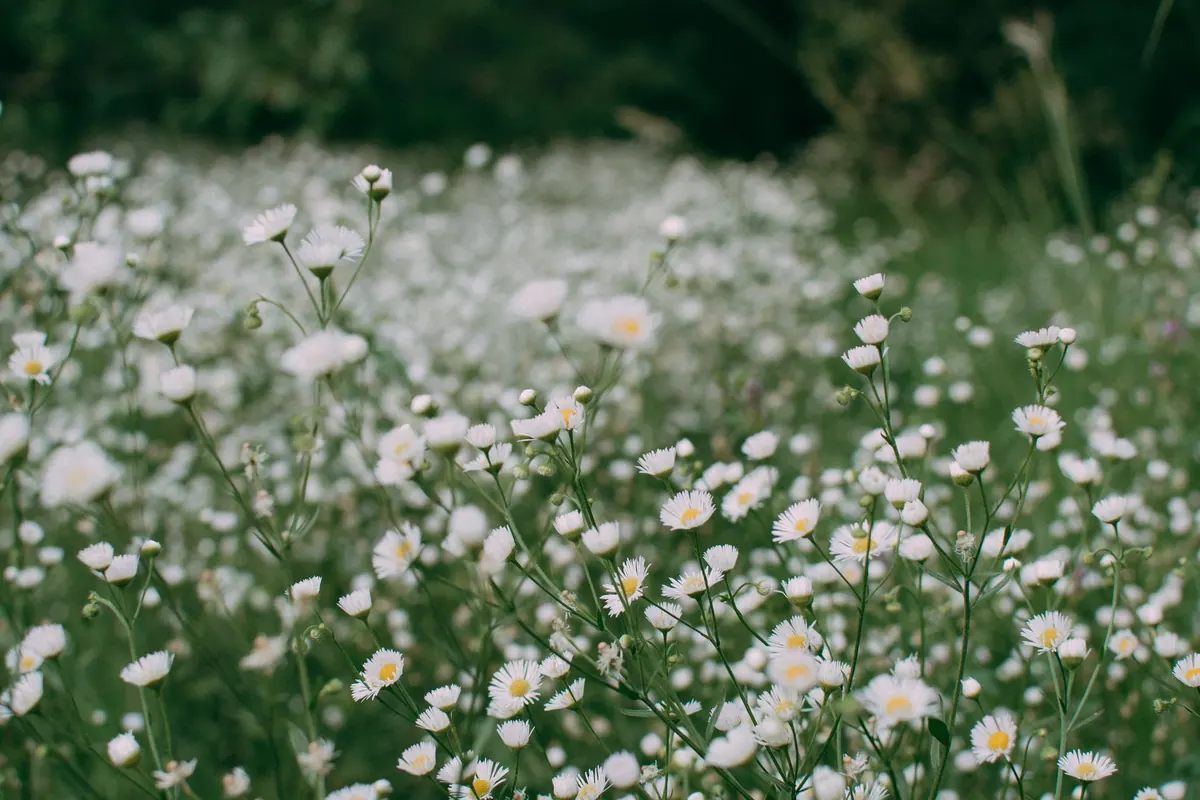 Plants
