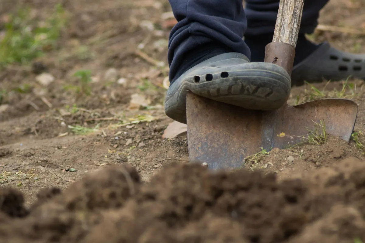 No-Dig Gardening for Beginners: A Step-by-Step UK Guide