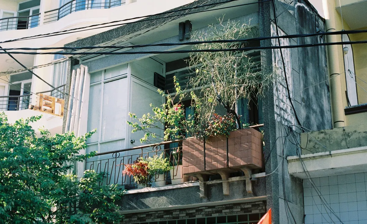 Plants for a Pollinator-Friendly Balcony in Shade: A Comparison