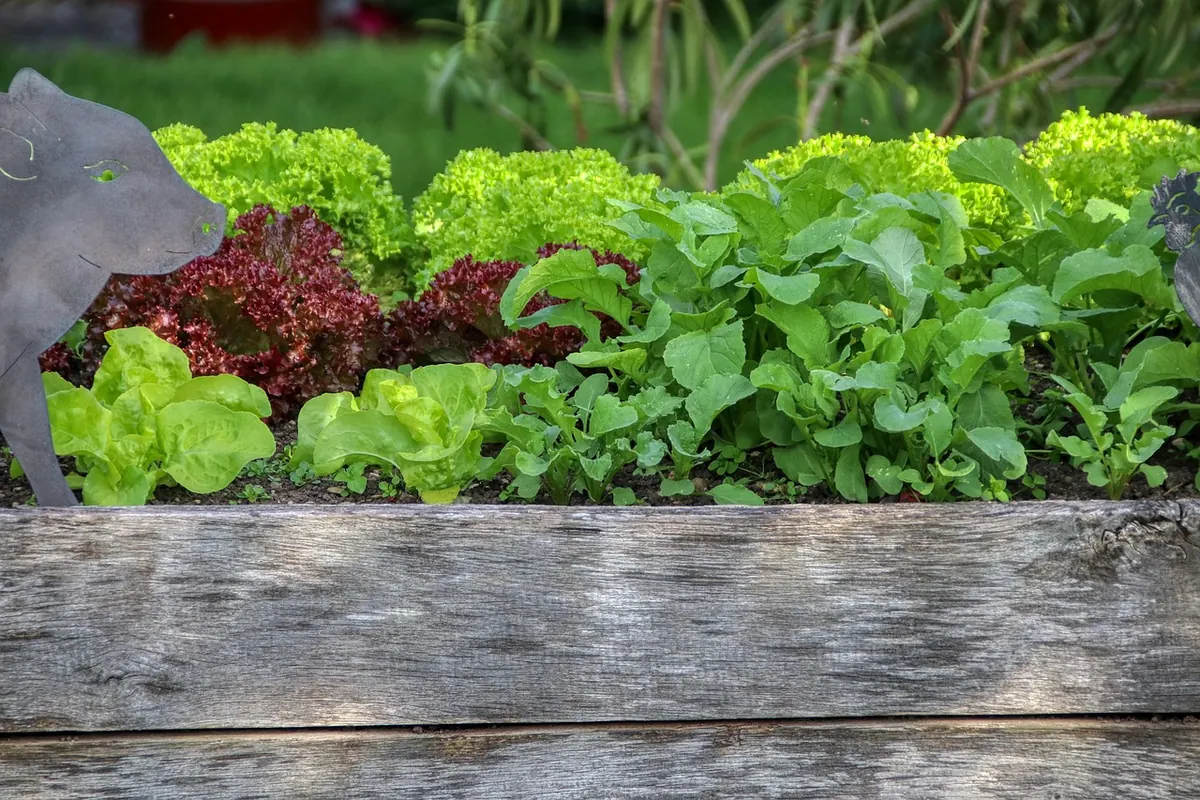 Raised Bed vs Container Gardening: Which Is Better for UK Patios?
