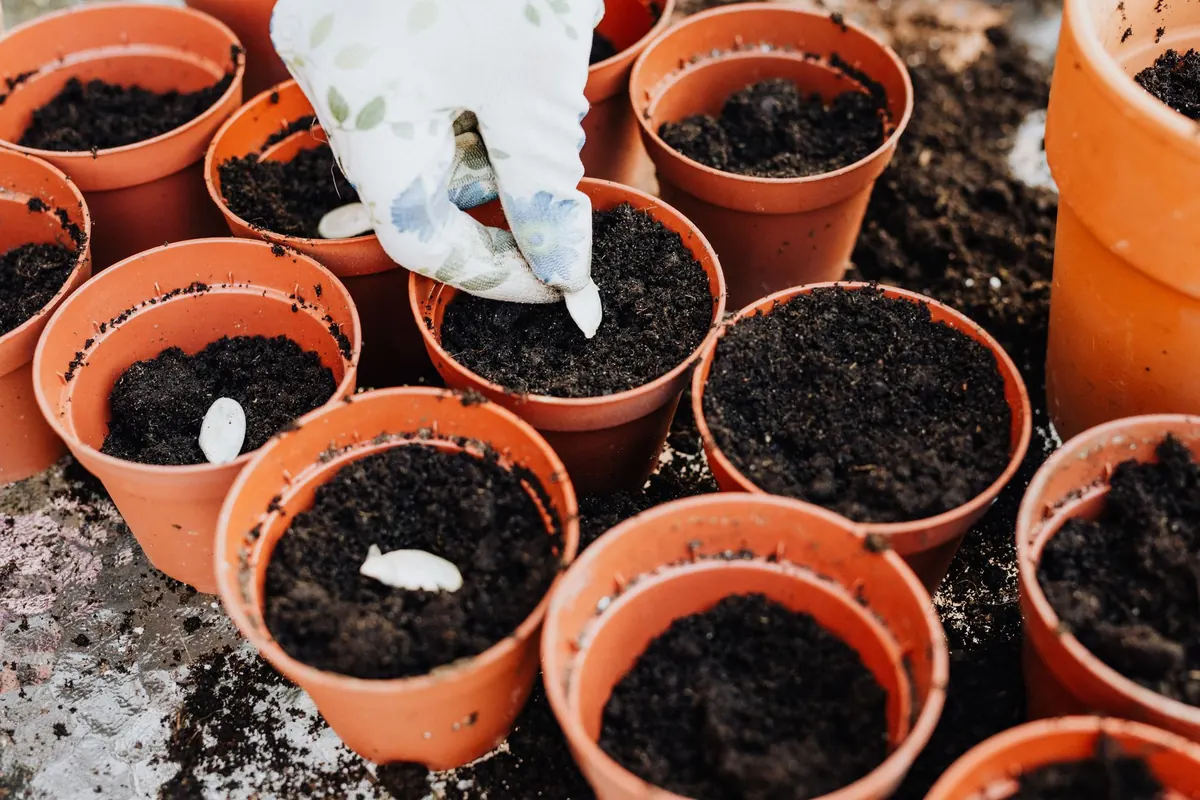 What to Sow in March in the UK: A Seasonal Vegetable and Flower Checklist